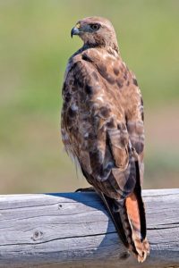 400px-Red-tailed_Hawk-1-200x300