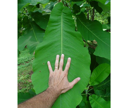 Big-leaf