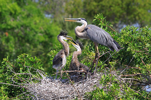 Blue-heron-1-nest-and-babies