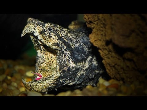 alligator-snapper-5-tongue