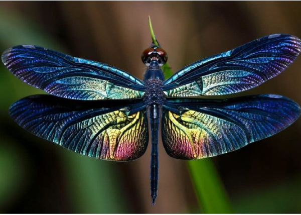 dragonfly-