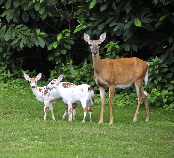 piebald-deer-mom-and-fawns-4
