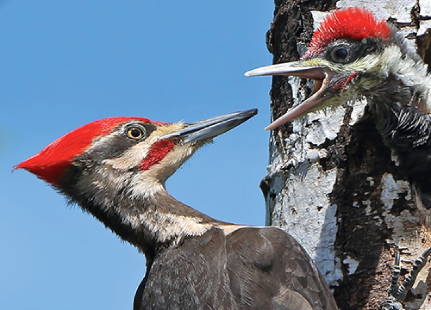 pileated-woodpecker-and-baby-1