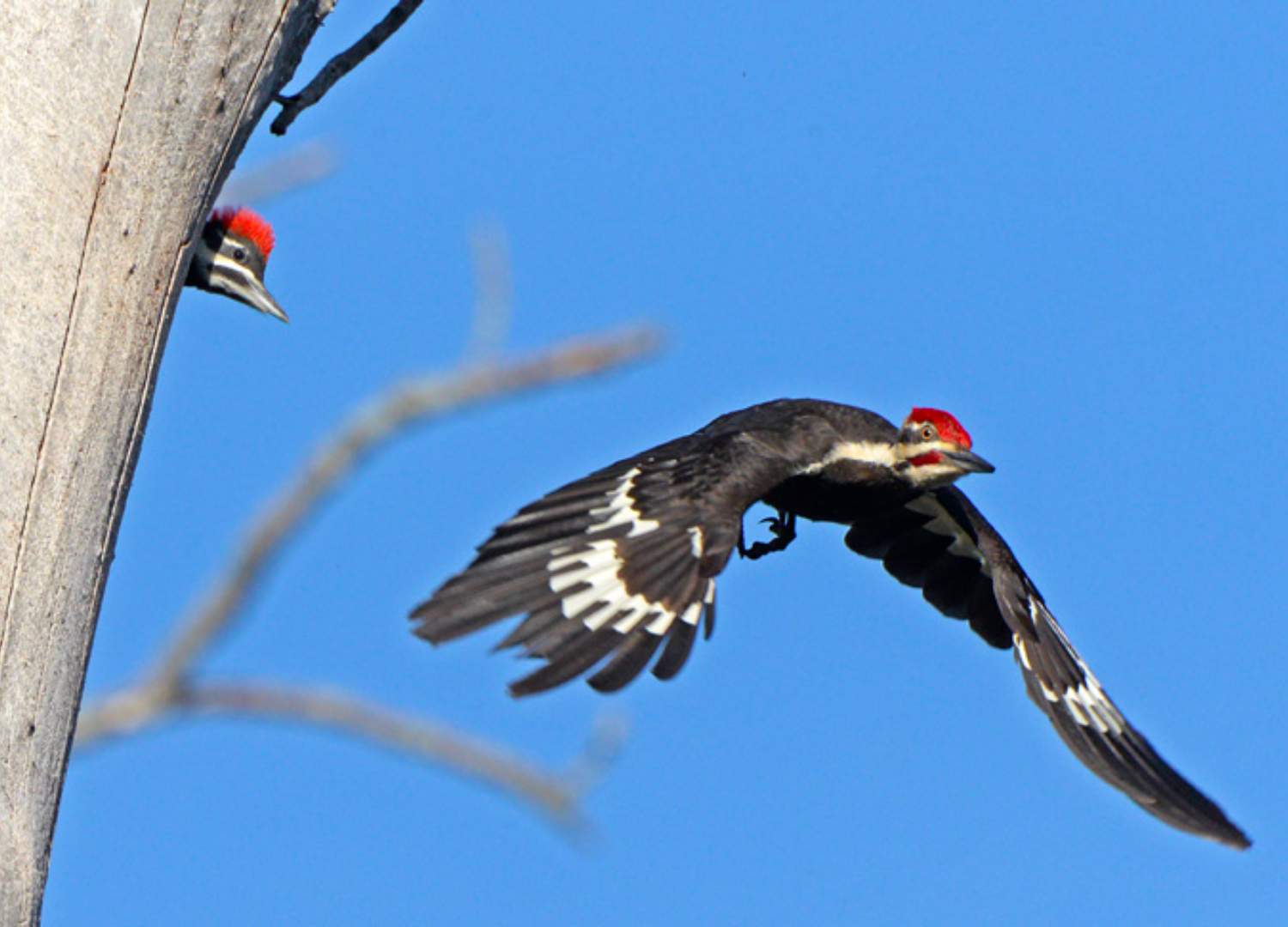 pileated-woodpecker-in-flight-1