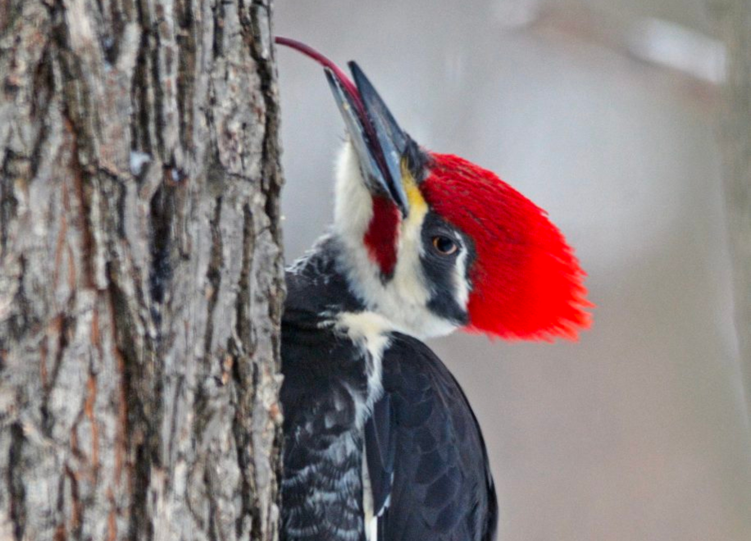 pileated-woodpecker-with-tongue-out-1