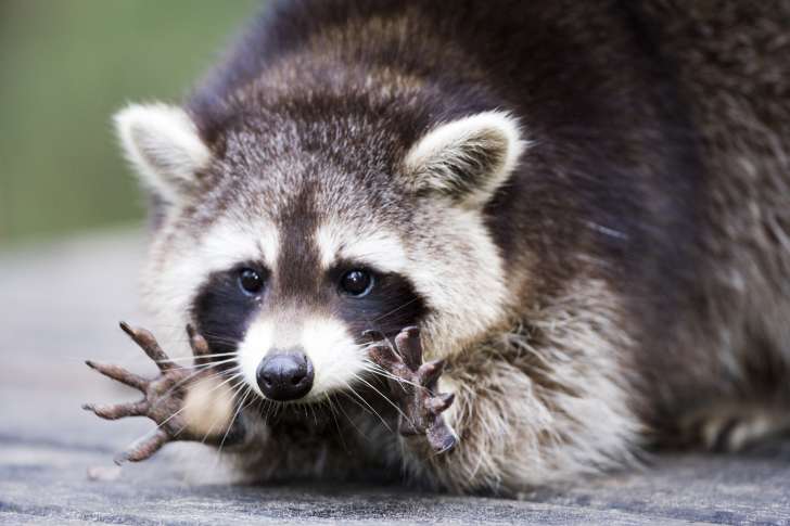 raccoon-showing-paws