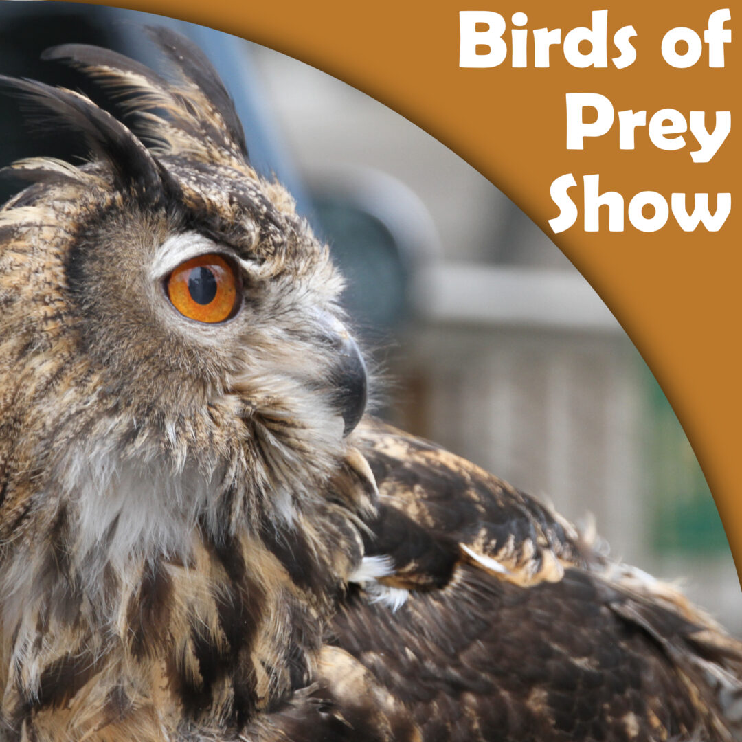Birds of Prey Social Birds of prey sign