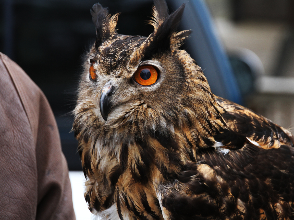 czar the owl at the birds of prey show