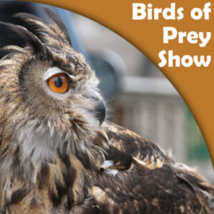 Birds of Prey Social mobile Birds of Prey