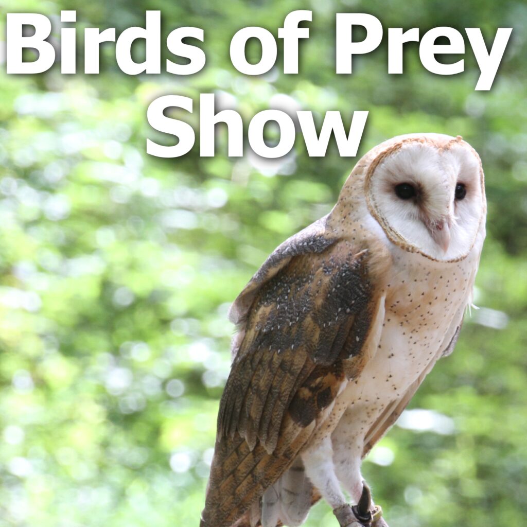 Birds of Prey — Osgood Public Library