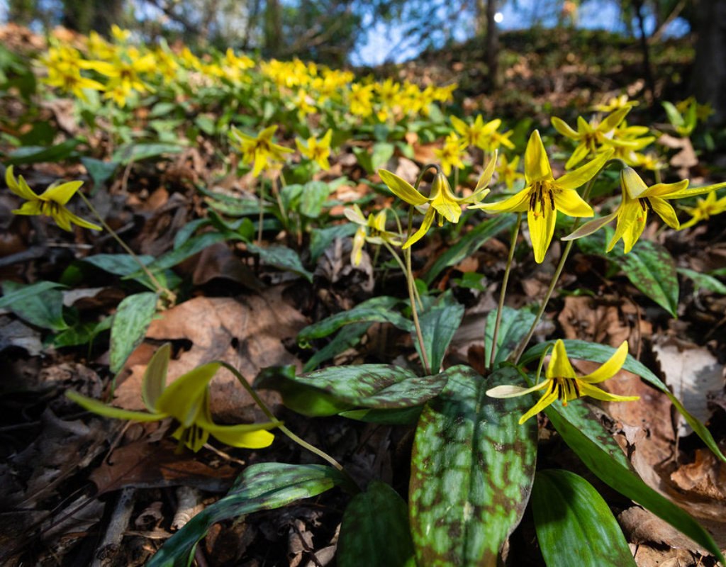 Trout Lily group