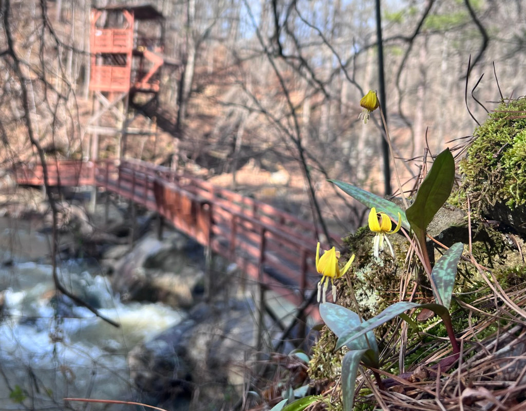 Trout Lily at Historic Banning Mills Ecology