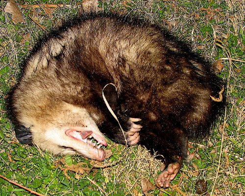 Historic Banning Mills Ecology Opossum playing dead