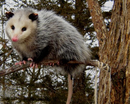Histoic Banning Mills Ecology Opossum in a tree
