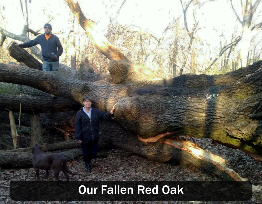 Red Oak Fallen at Historic Banning Mills