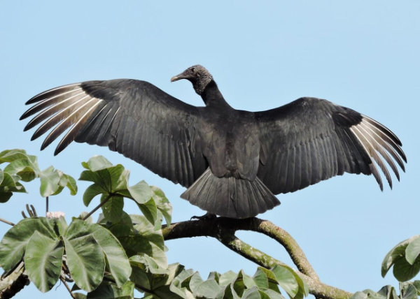 Black Vulture Wings Spread