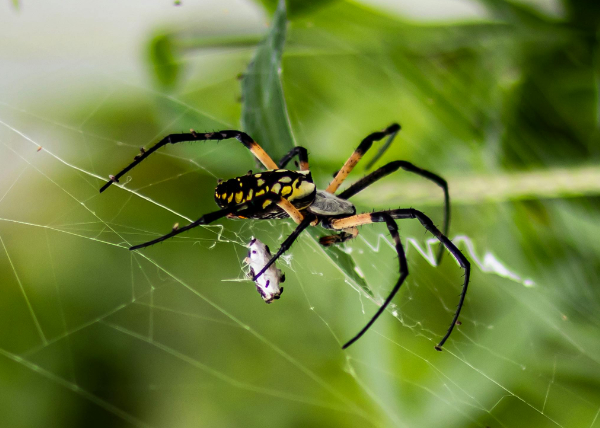 Writing Spider native to the area