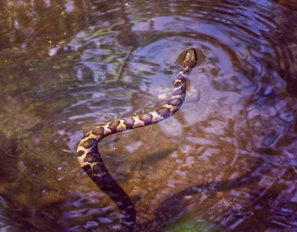 Watersnake in creek