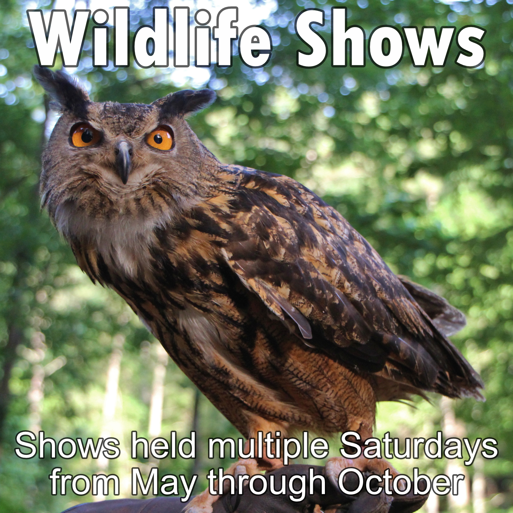 Wildlife Shows for web